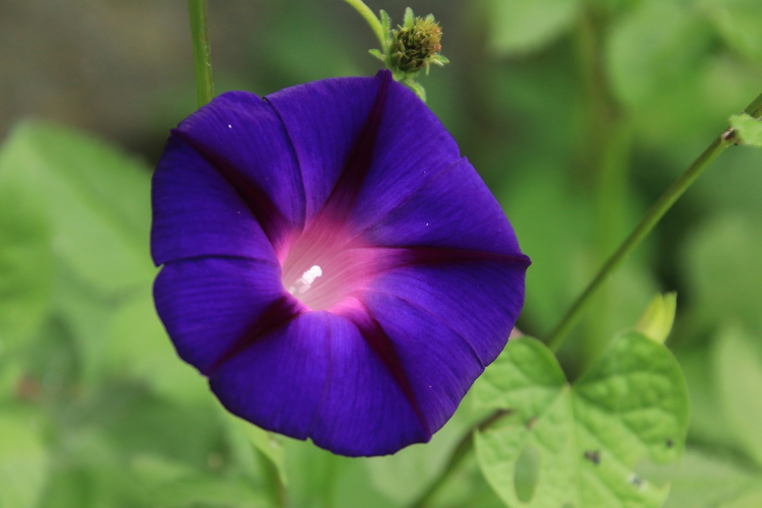 Fleur de gloire du matin violette vibrante fleurissant parmi des feuilles vertes