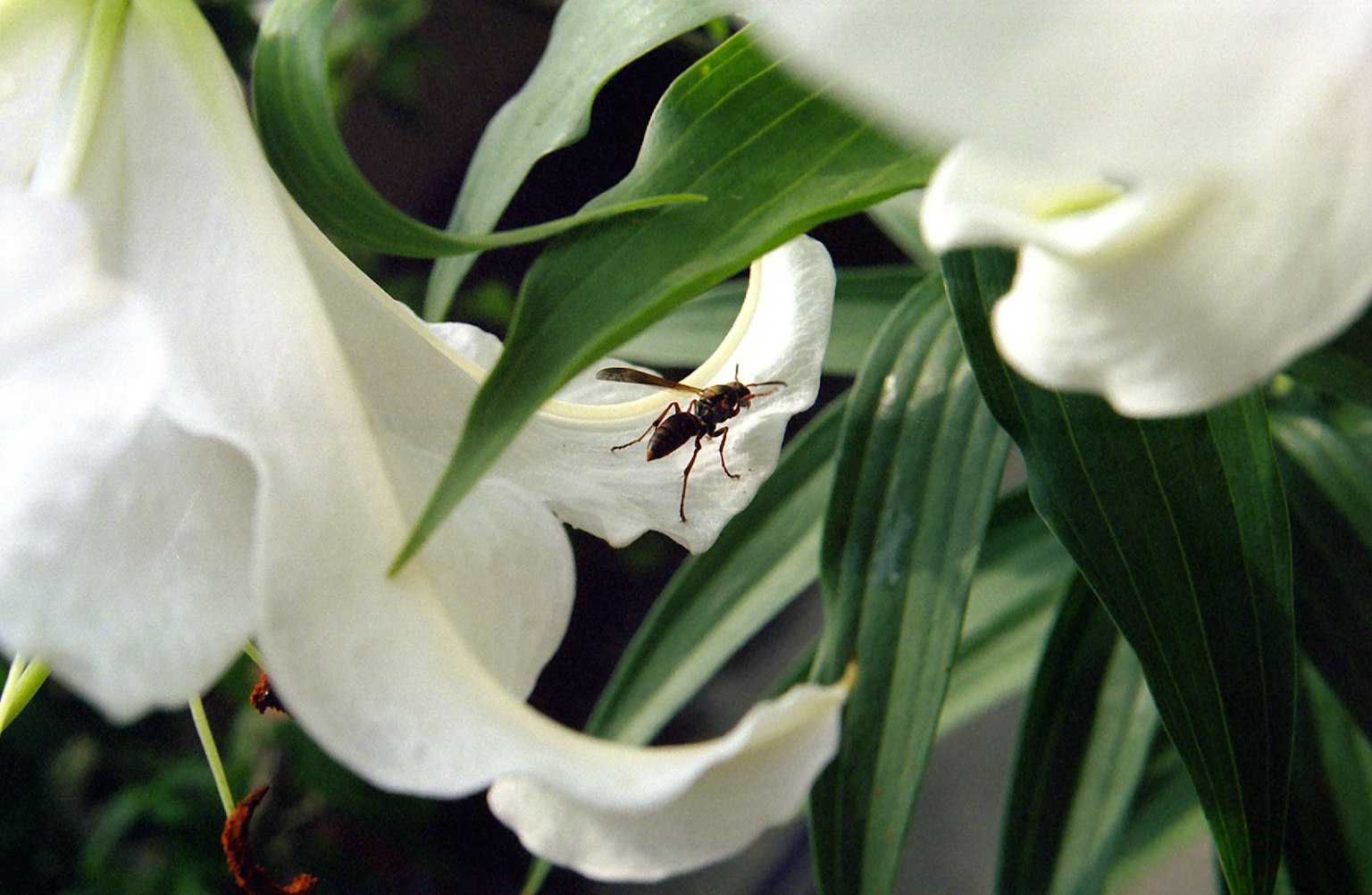 Ein kleines Insekt, das zwischen weißen Lilienblüten und -blättern sitzt