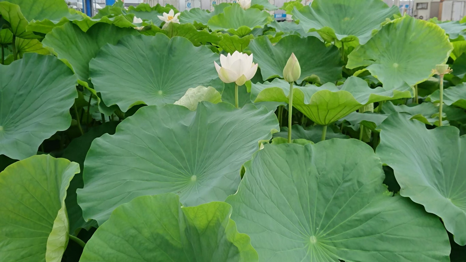 Flor de loto blanco y capullo entre hojas verdes grandes