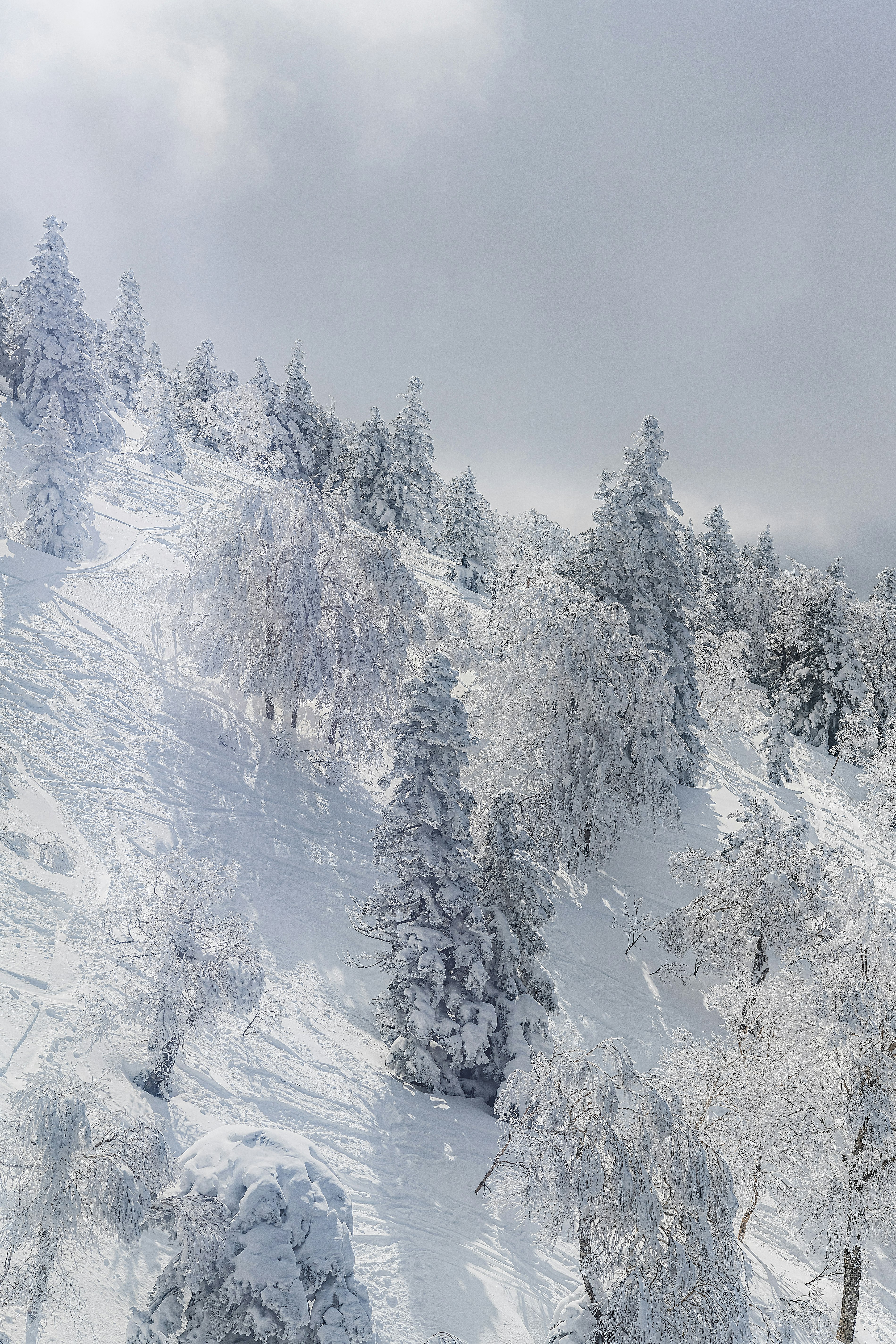 雪に覆われた森の山腹の風景