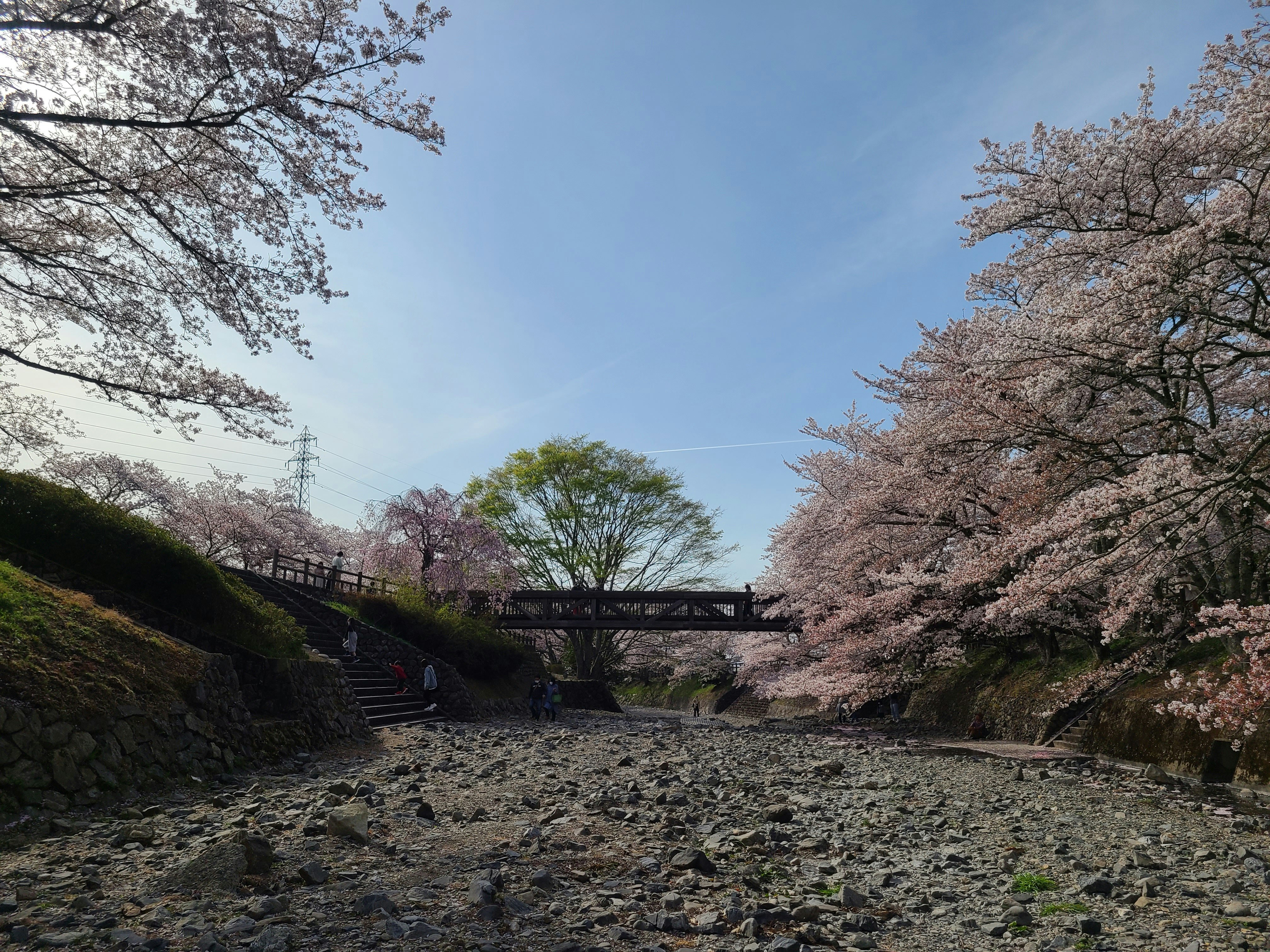 Allée pavée bordée de cerisiers en fleurs sous un ciel bleu