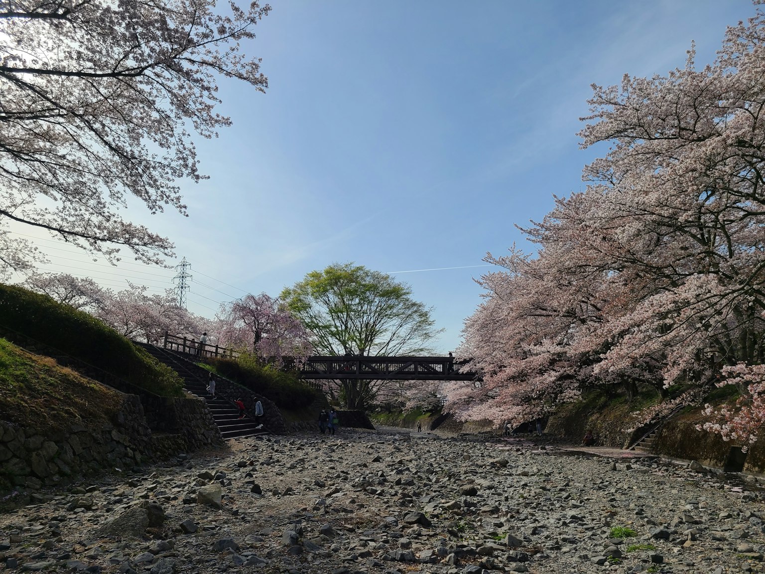 櫻花樹沿河的風景，橋在藍天之下