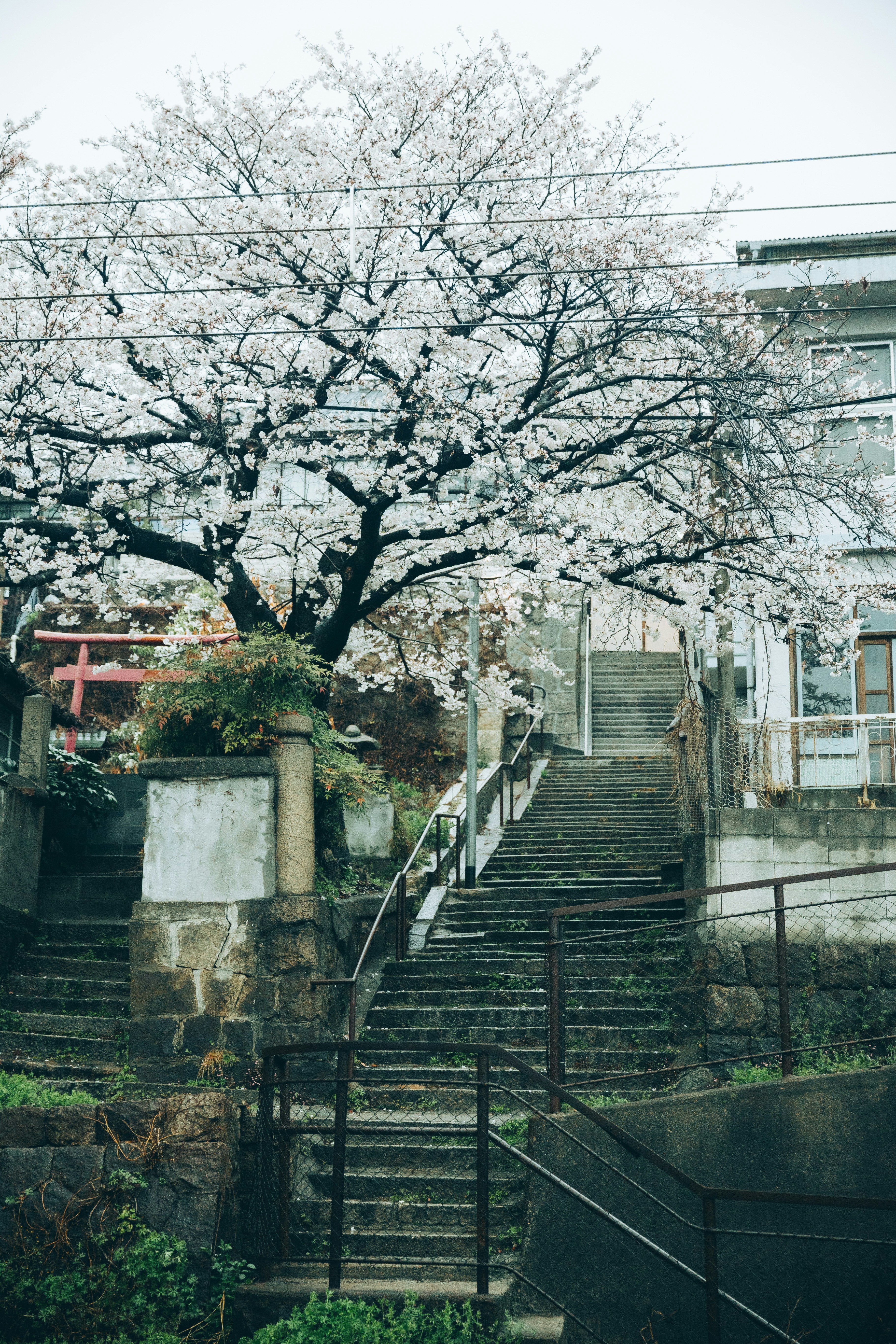 Treppe in einer Gasse mit blühendem Kirschbaum