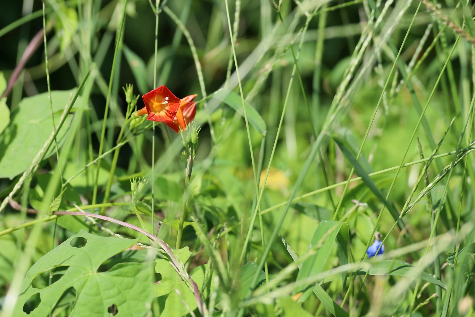 Un fiore rosso vibrante tra l'erba verde lussureggiante con accenni di fiori blu