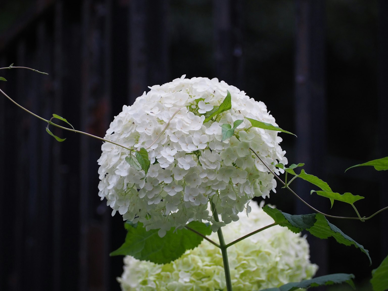 Fiore di ortensia bianco rotondo con foglie verdi in un ambiente naturale