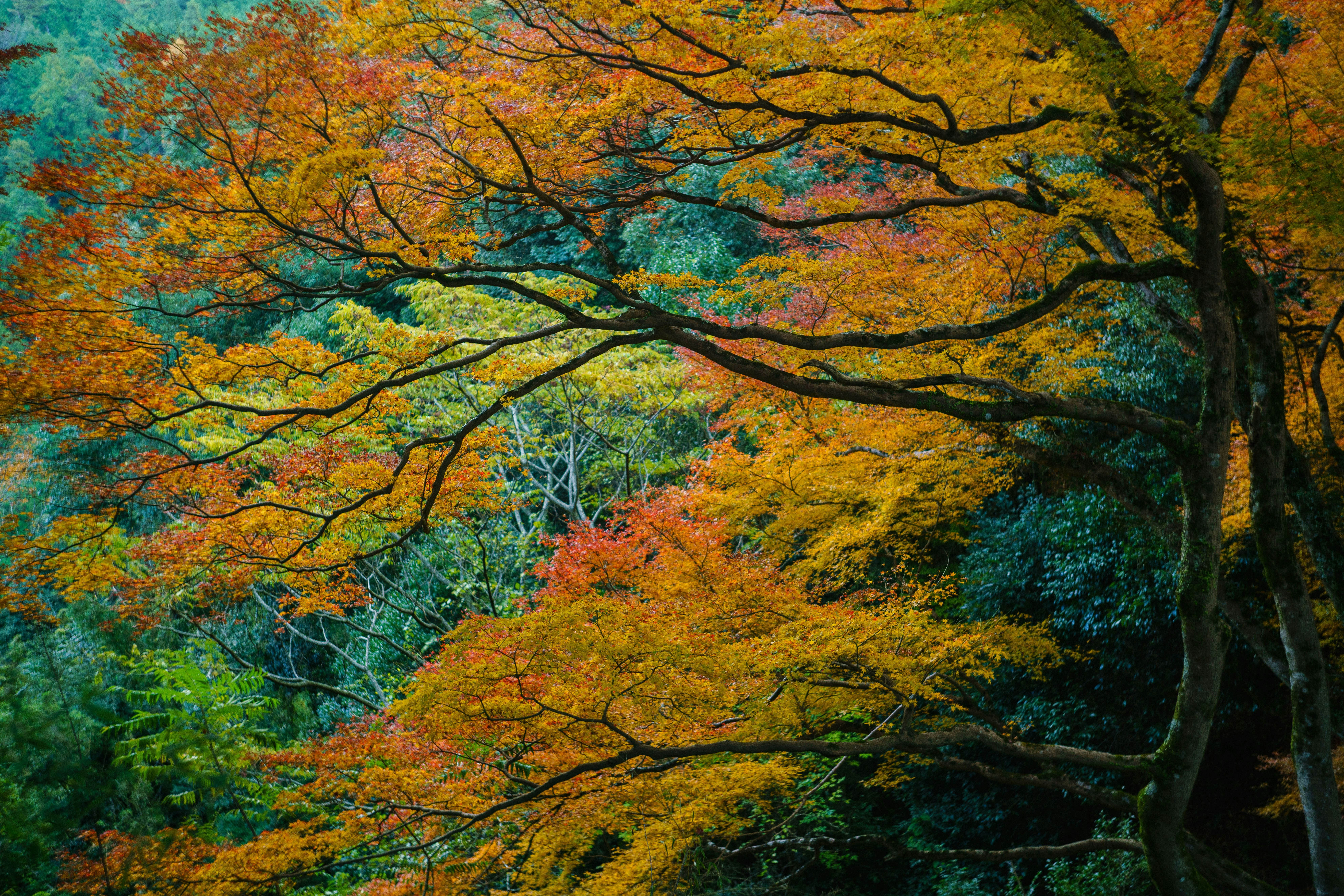 色づく木々が重なる秋の森の風景