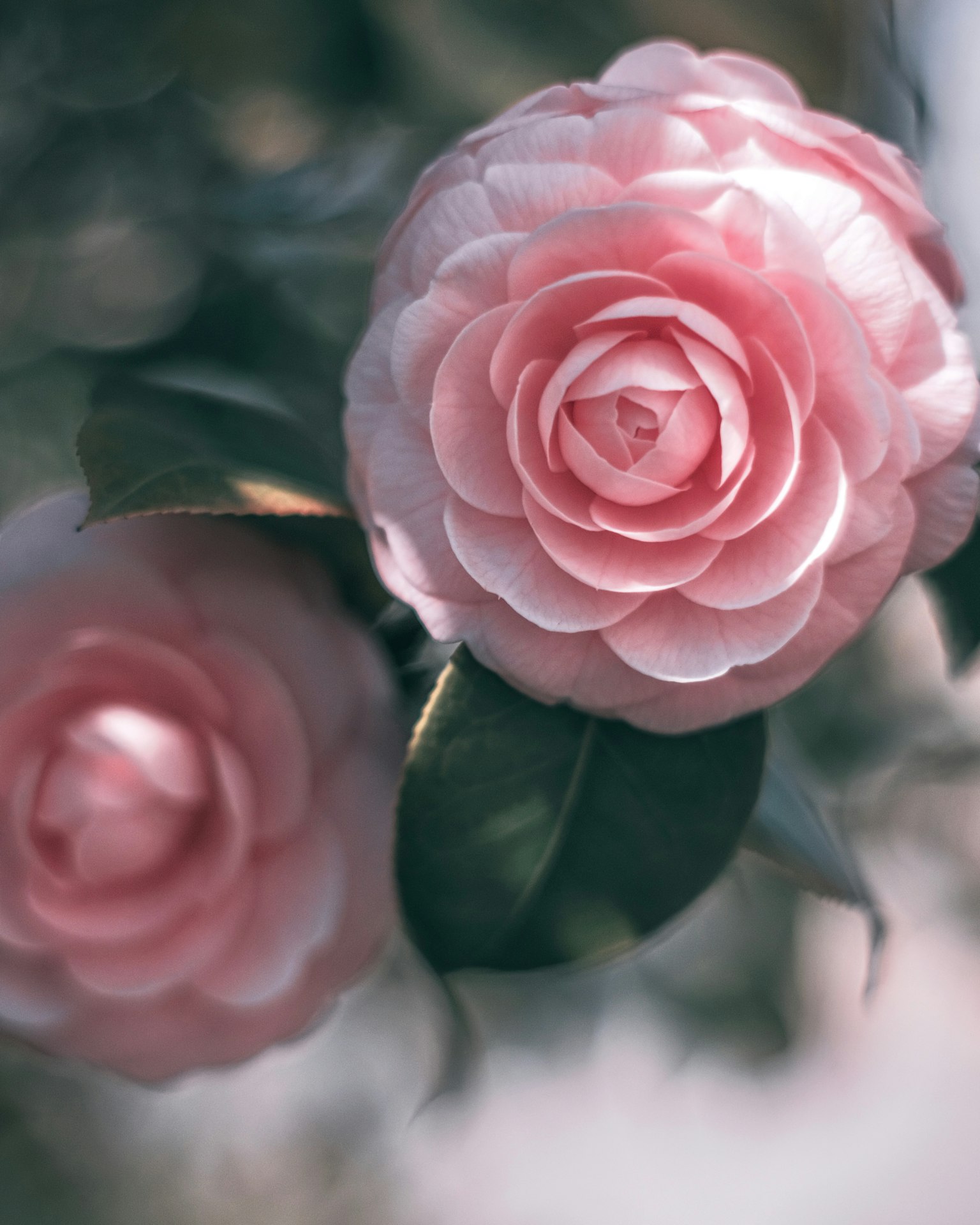 Fiori di camelia rosa delicati in fiore