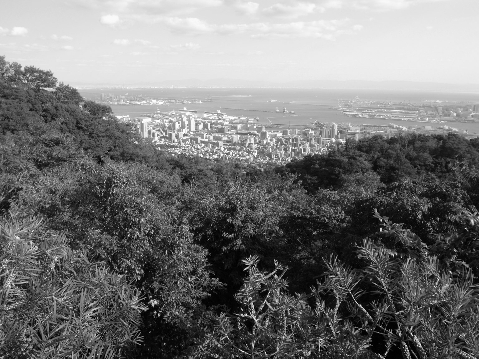 Vista in bianco e nero di una città da una montagna alberi verdi in primo piano e skyline distante