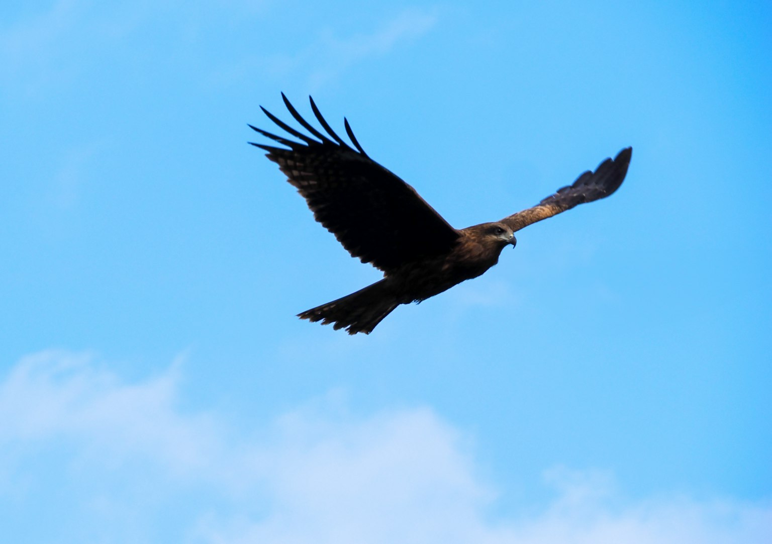 A hawk flying in the sky against a blue background with spread wings