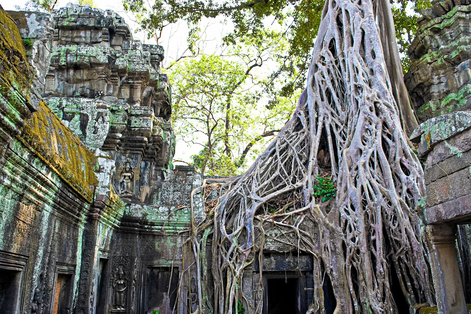 A large tree root enveloping an ancient temple ruin