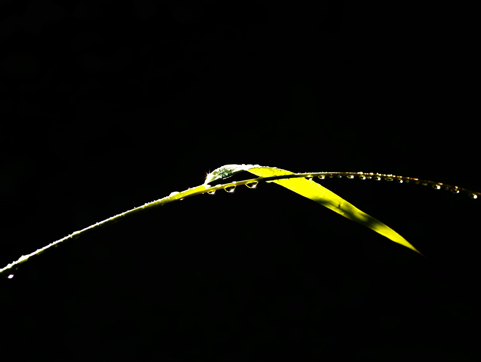 Grünes Blatt mit Wassertropfen vor schwarzem Hintergrund