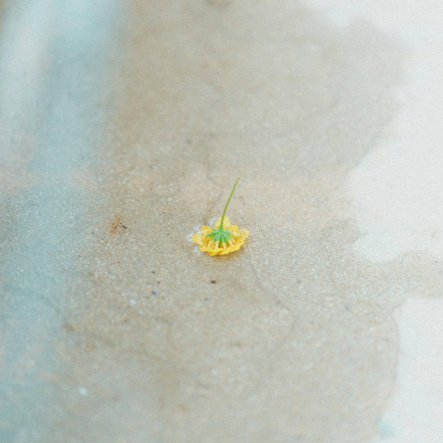 밝은 표면 위에 놓인 노란 꽃