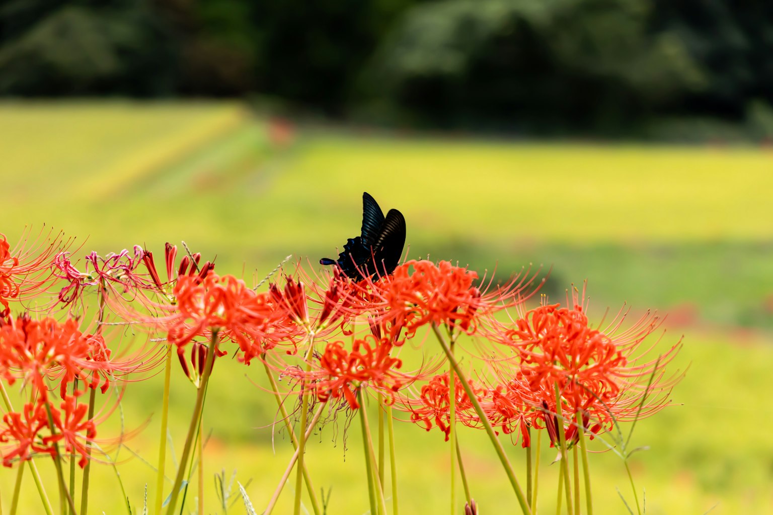 Un papillon noir posé sur des lys araignées rouges vibrants dans un champ verdoyant