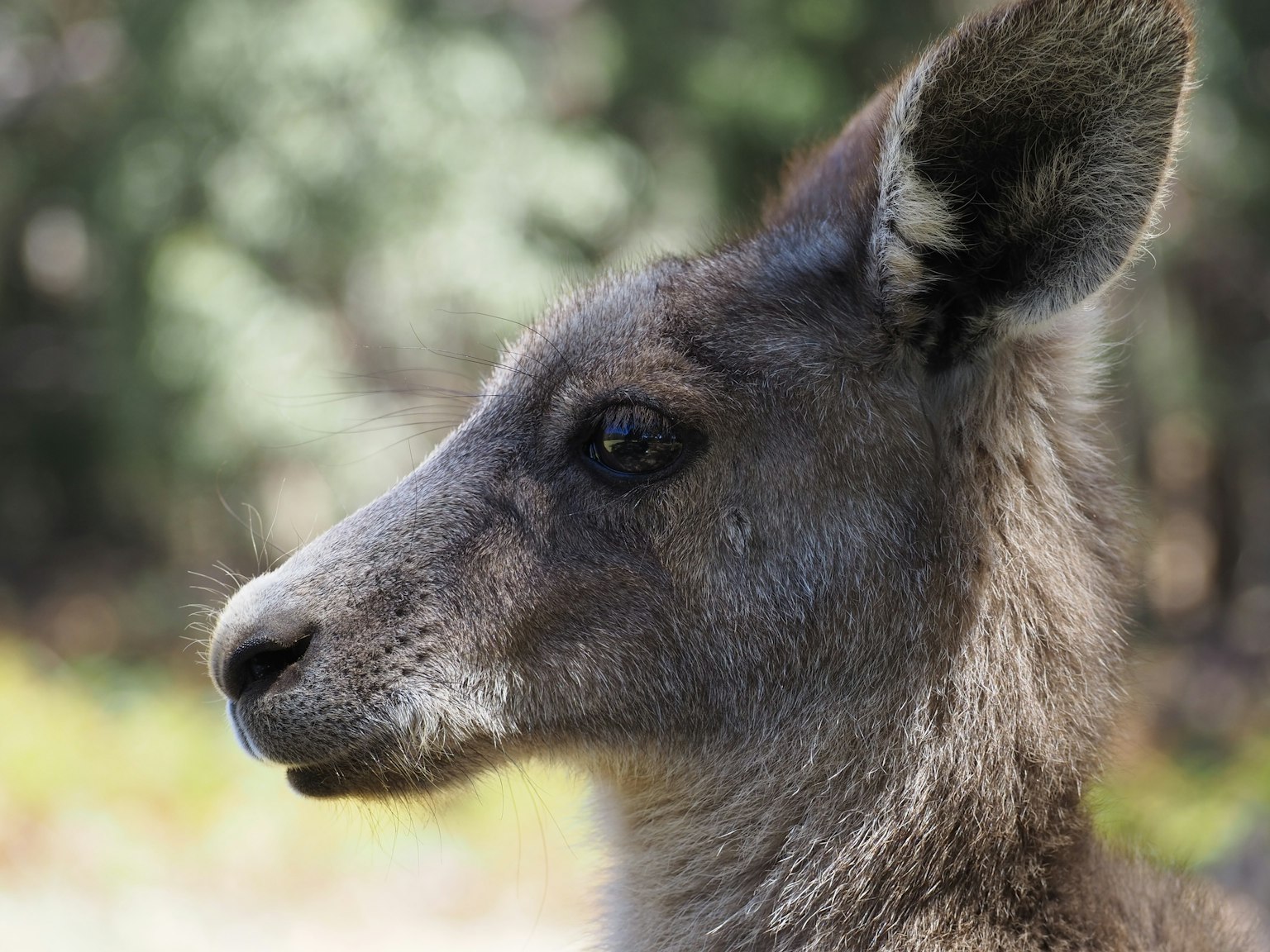 Profilo di un animale grigio in un ambiente naturale