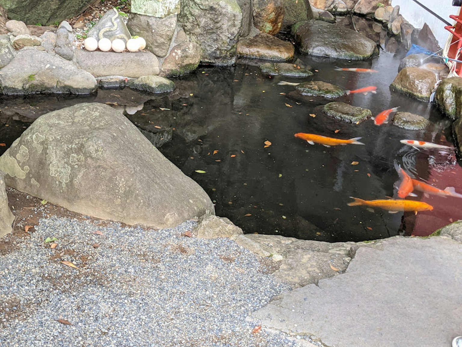 Poissons koi nageant dans un étang entouré de rochers et de gravier