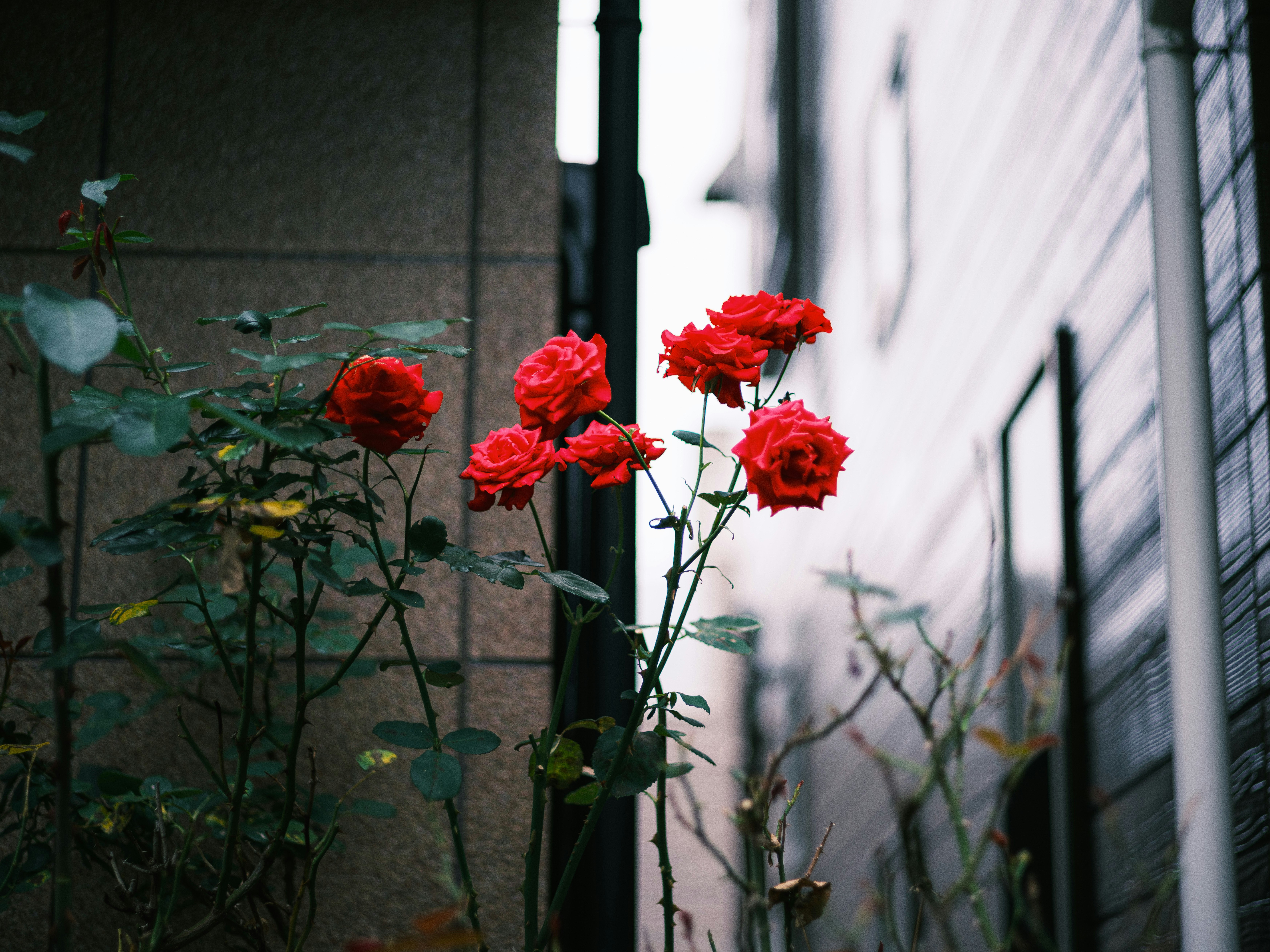 路地の壁際に咲く赤いカーネーションの花