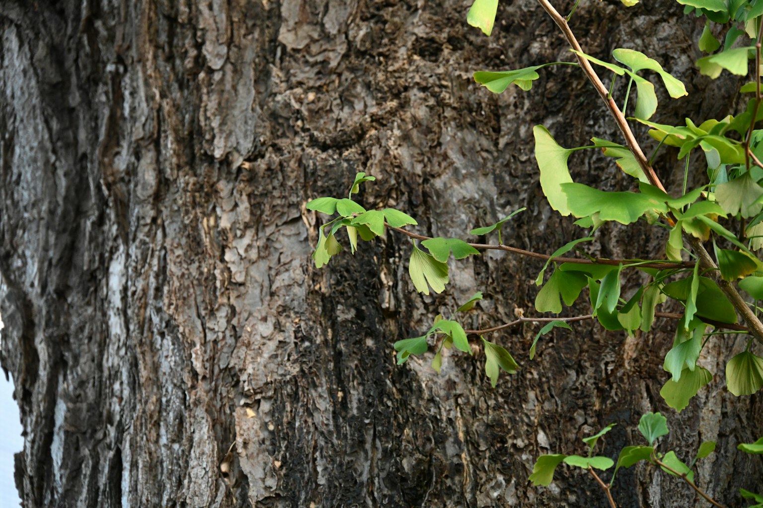 Close-up batang pohon dengan daun hijau