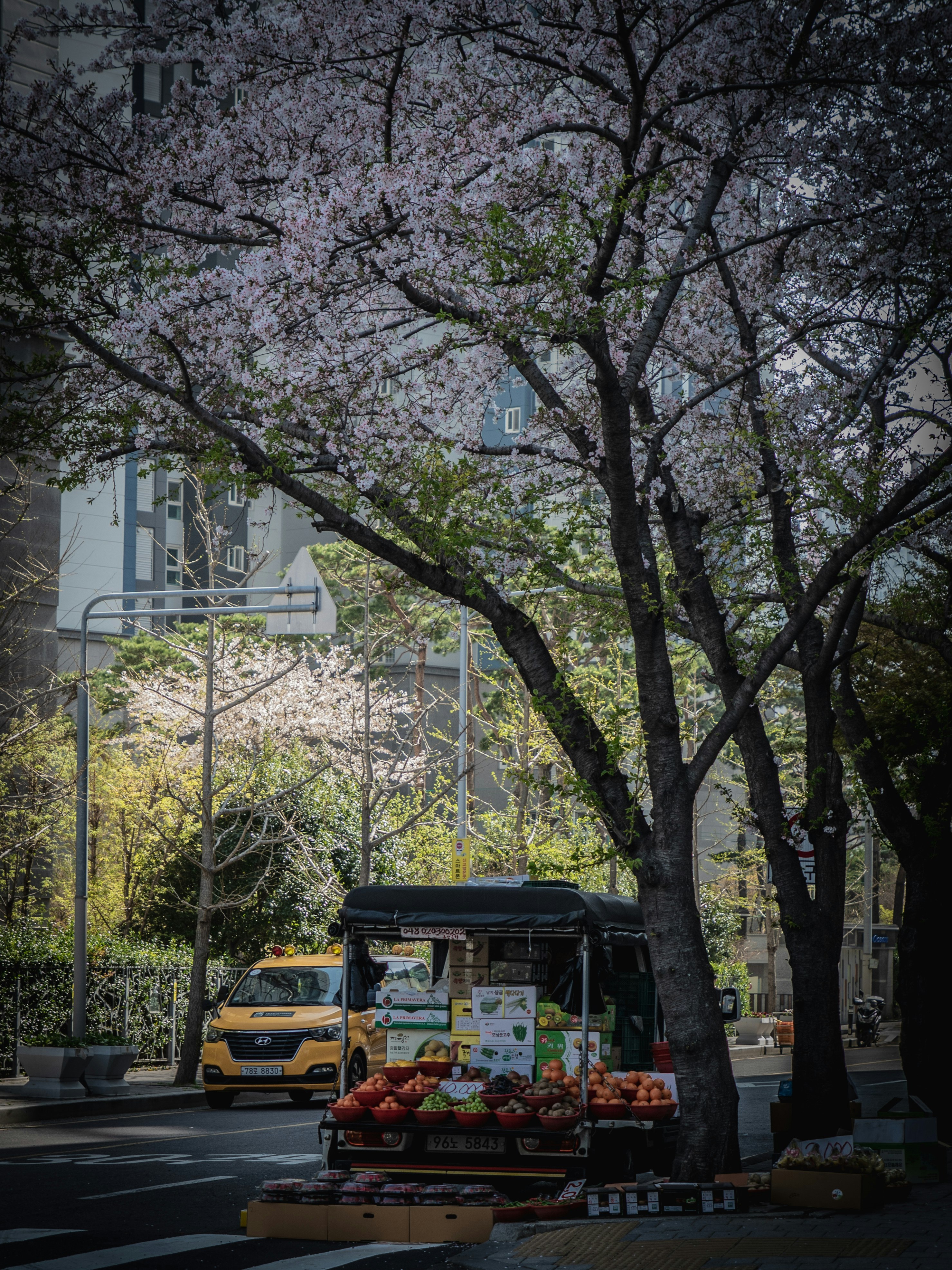 桜の並木の下で走る屋台トラックと果物の陳列