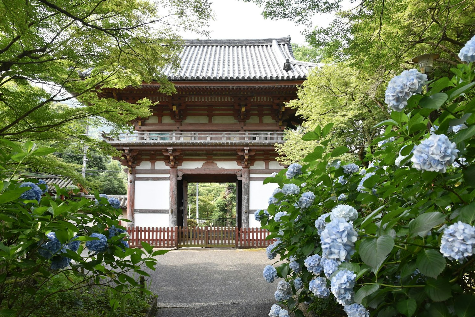 Gerbang kuil Jepang dikelilingi oleh hortensia biru yang indah