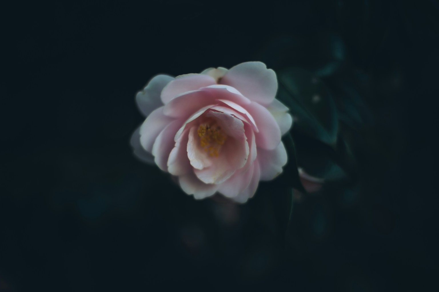 A beautiful image of a pale pink rose flower standing out against a dark background