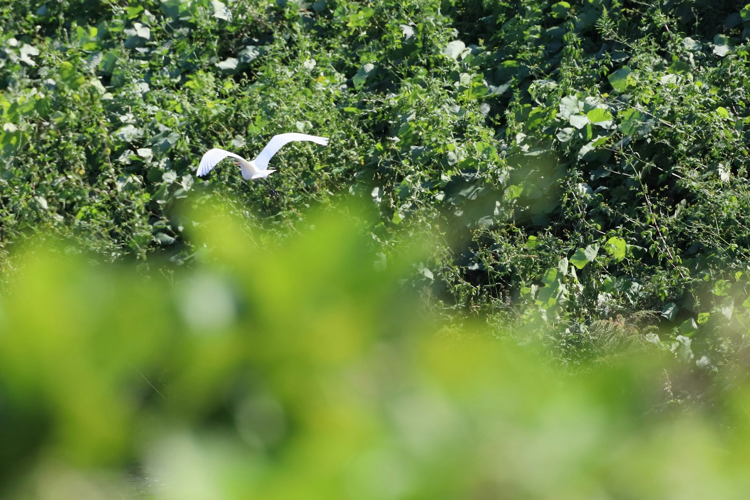 Un pájaro blanco volando entre el follaje verde