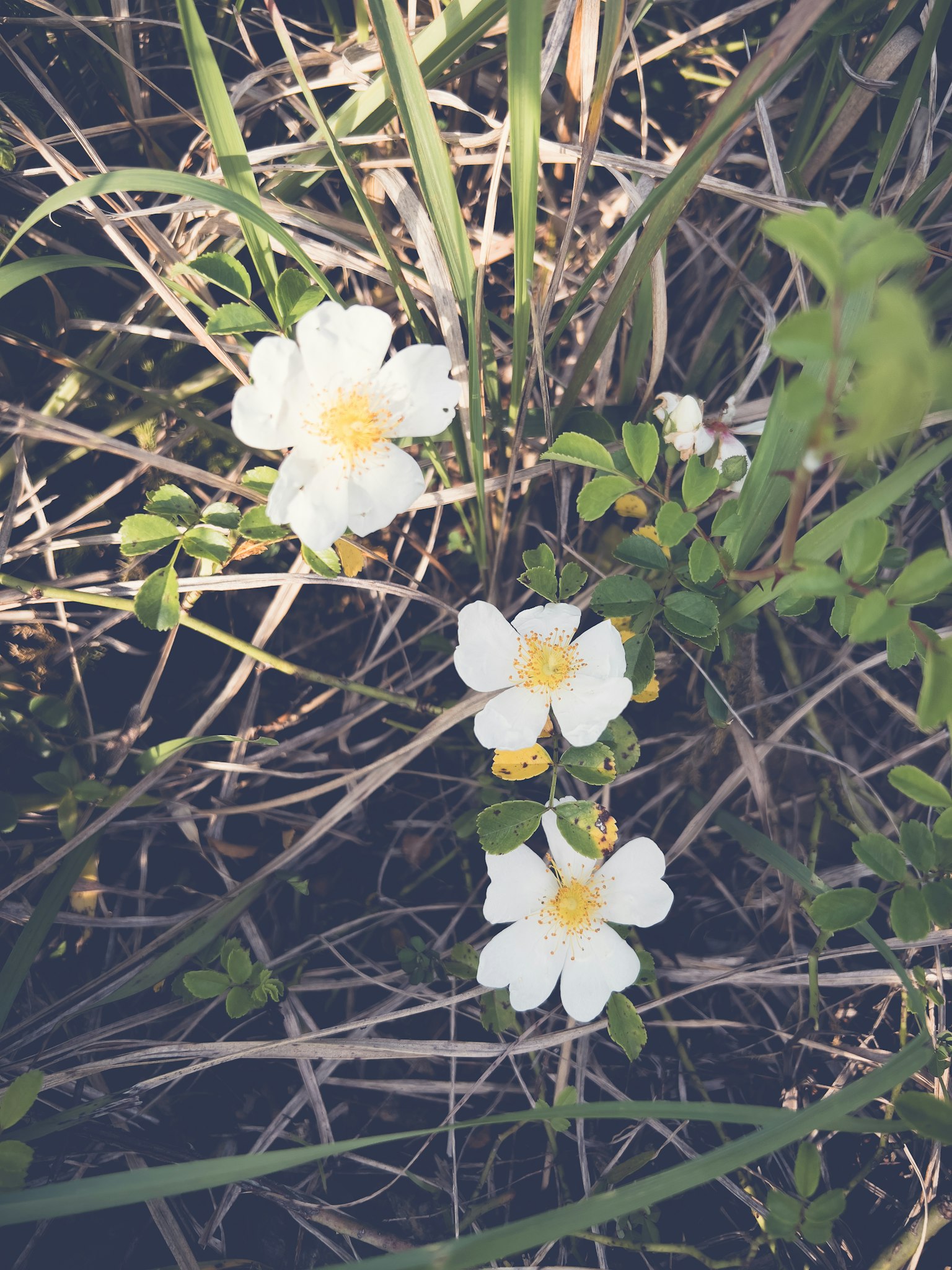 Drei weiße Blumen mit gelben Zentren im grünen Gras