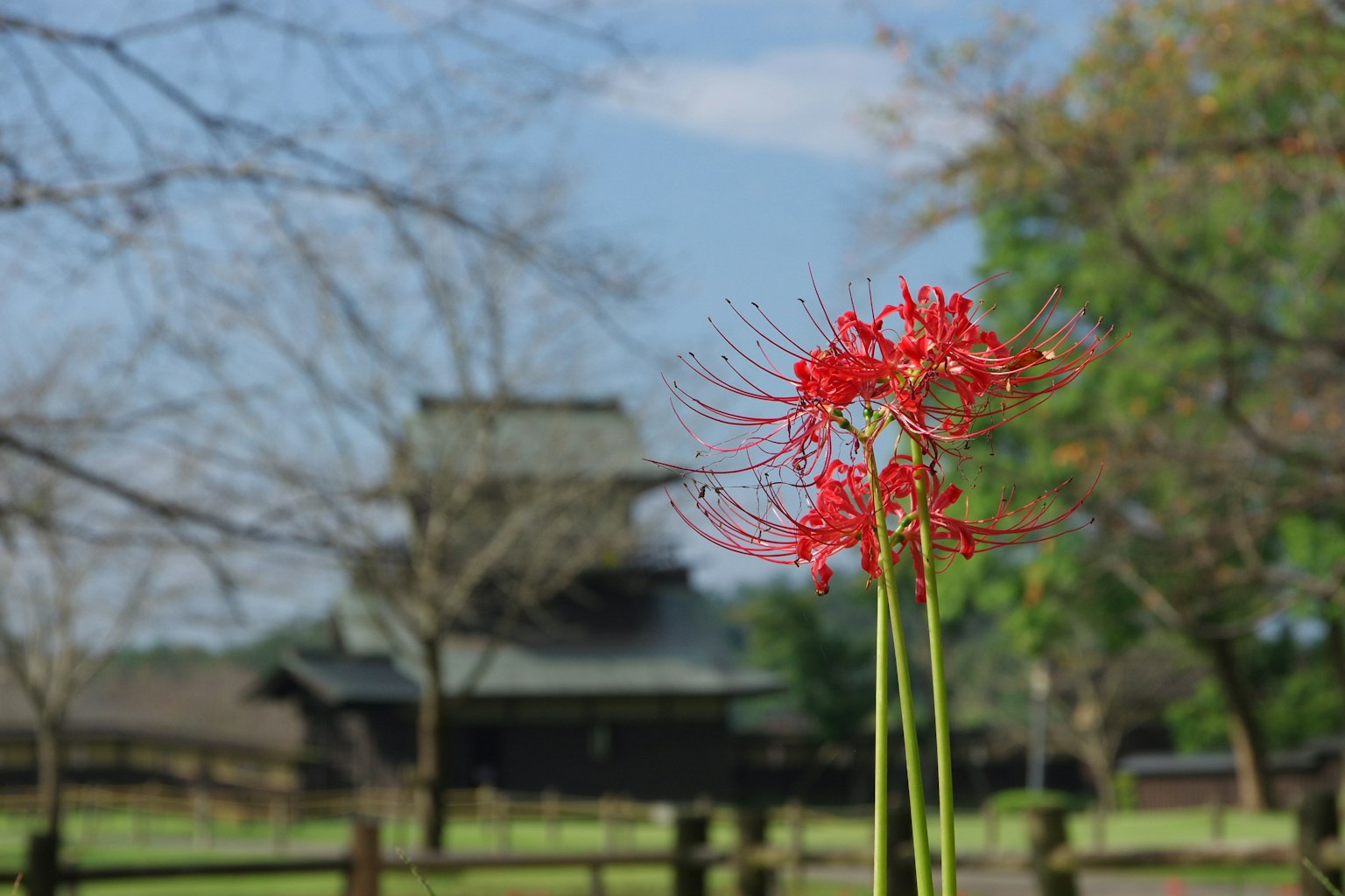 紅色彼岸花在一棟老建築前
