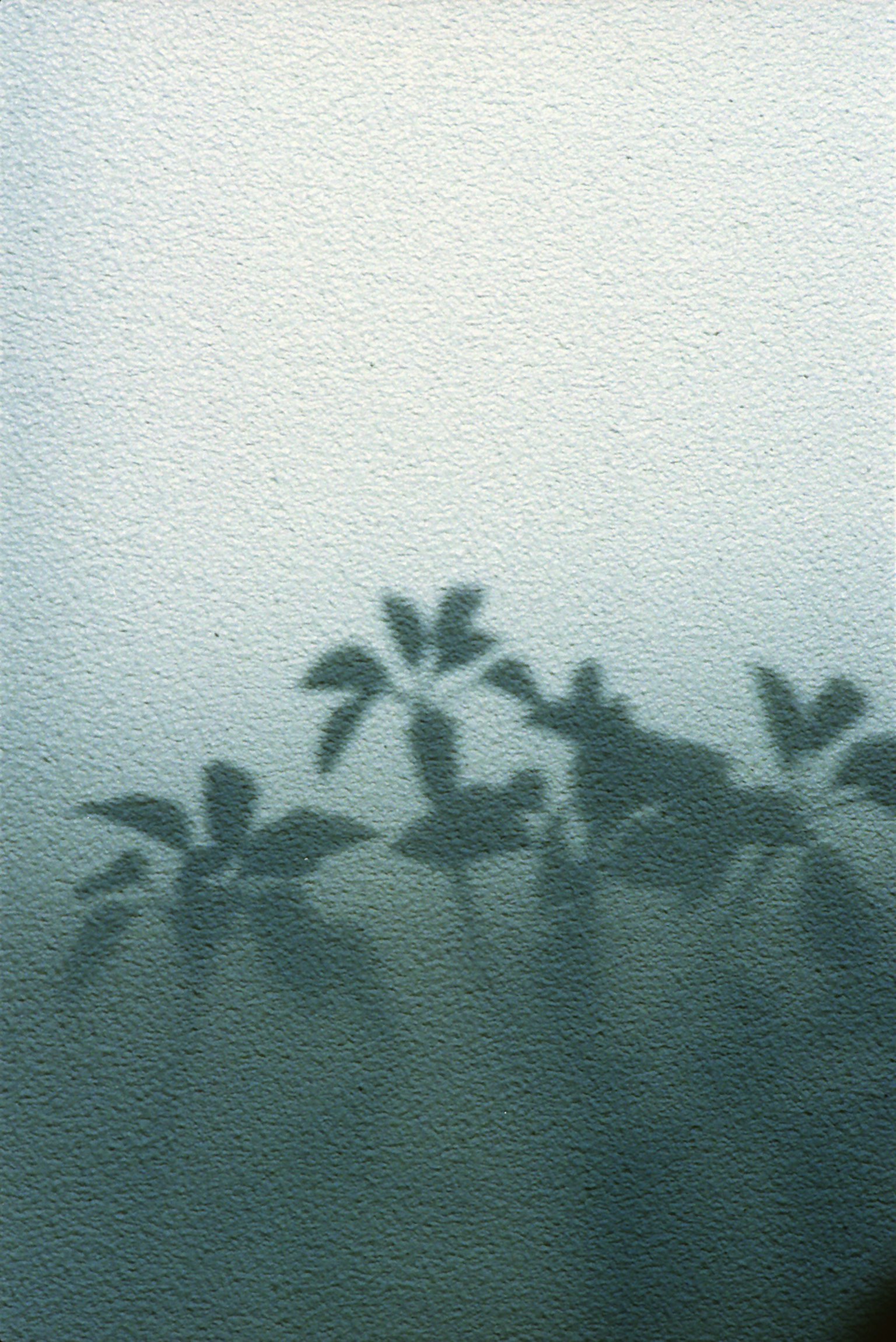薄暗い背景に映る植物の影が見える画像