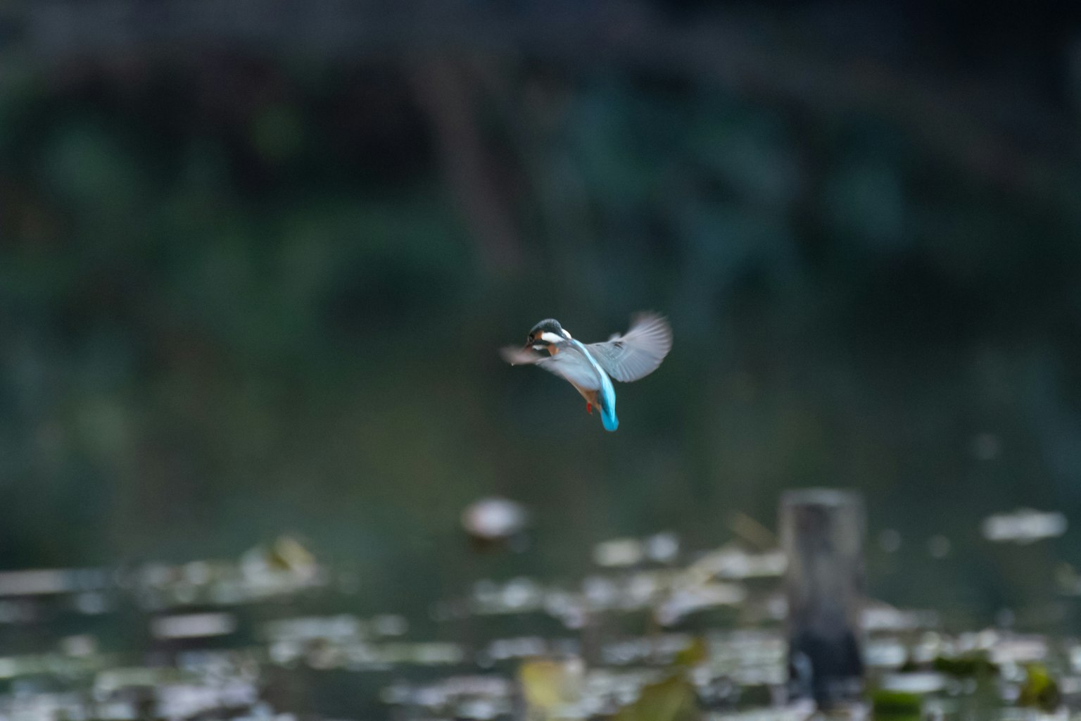 Burung raja udang terbang dengan bulu biru dan latar belakang kabur