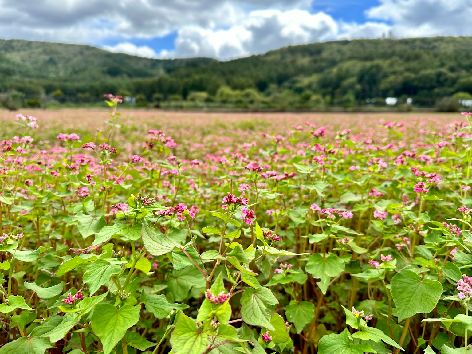 A scenic view of a buckwheat field with green leaves and pink flowers