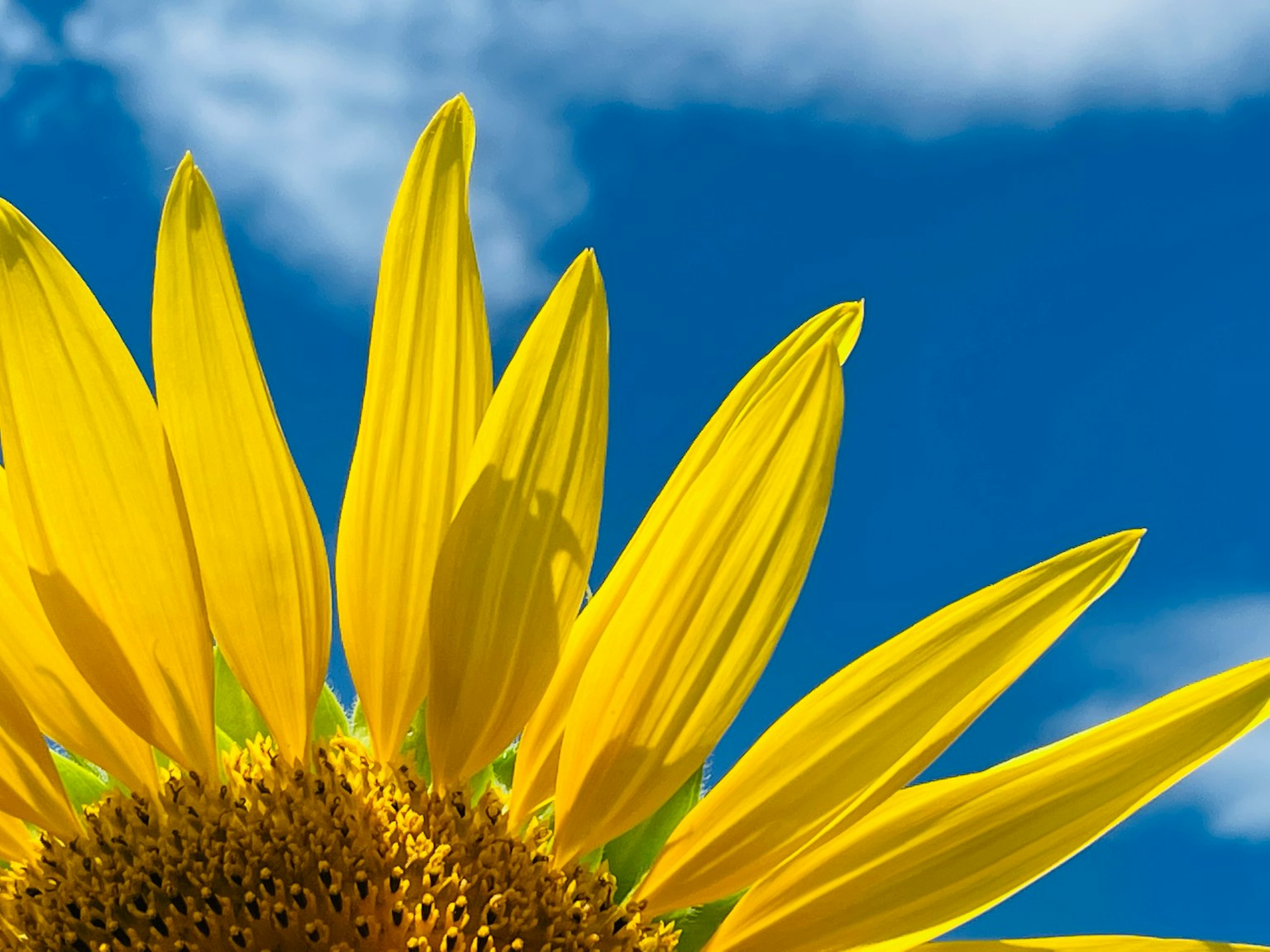 Primo piano di un girasole su sfondo di cielo blu