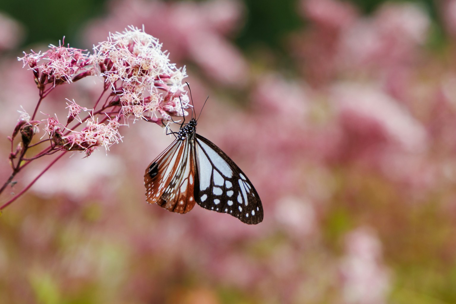 Close-up of a butterfly on pink flowers