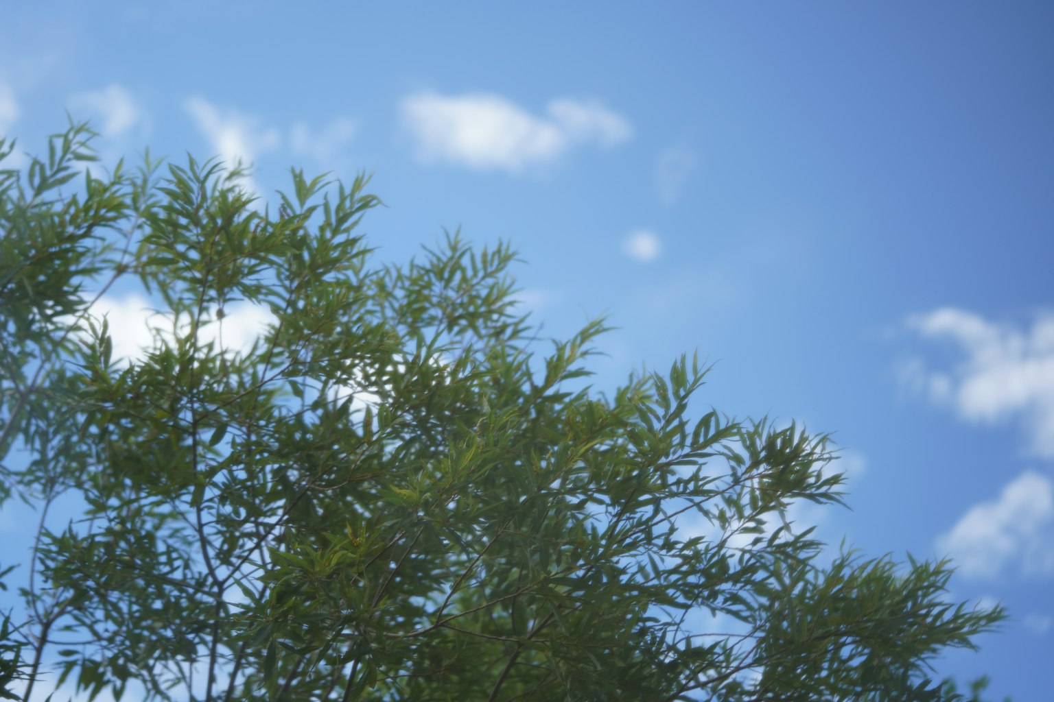 Escena con cielo azul y hojas verdes