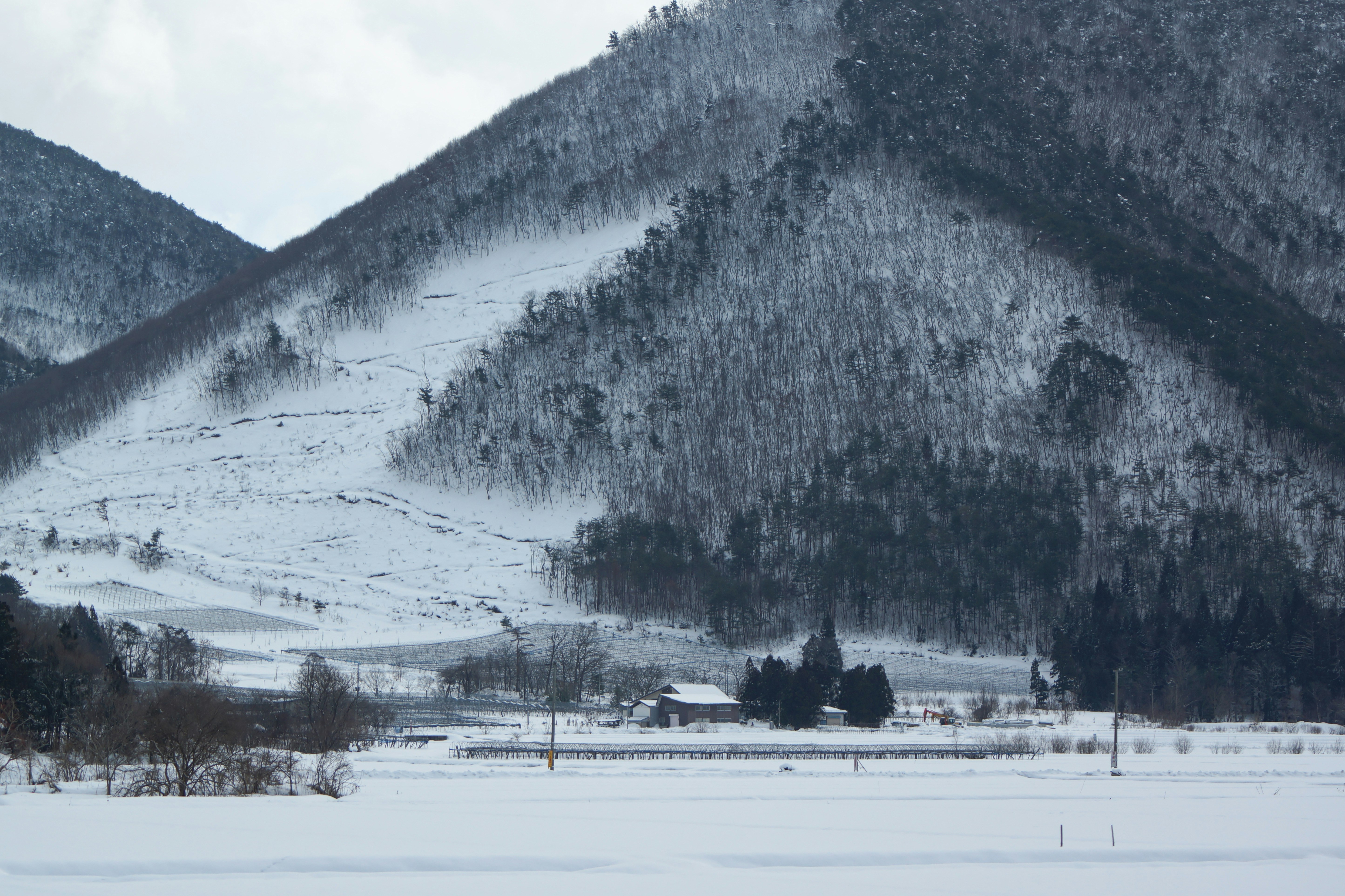 雪の積もる山あいの牧草地と森