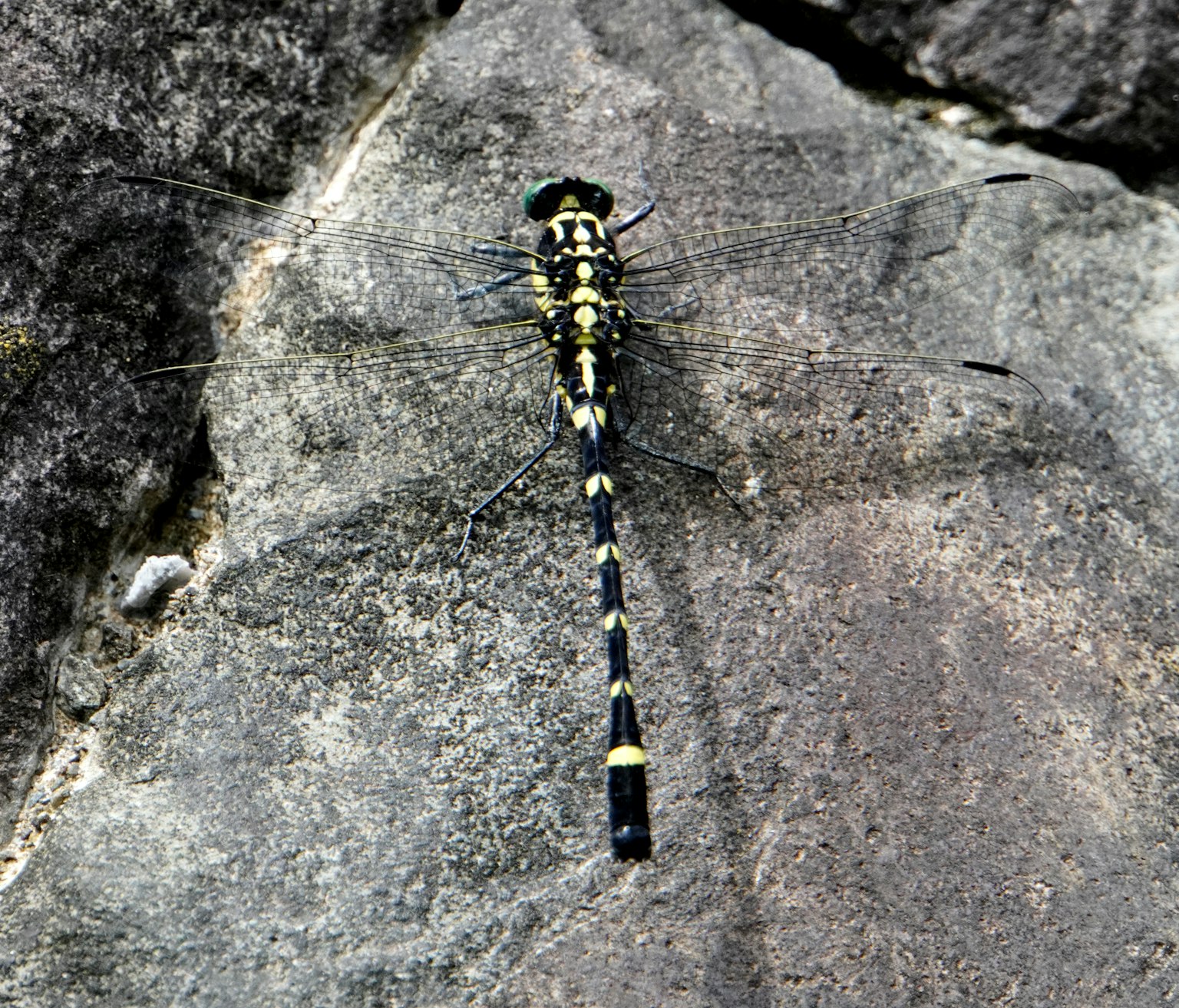 Una libellula con motivi neri e gialli che riposa su una roccia