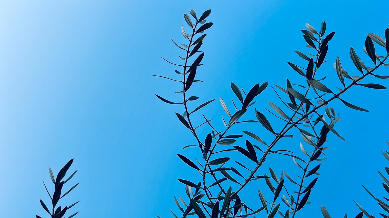 Olive leaves against a blue sky