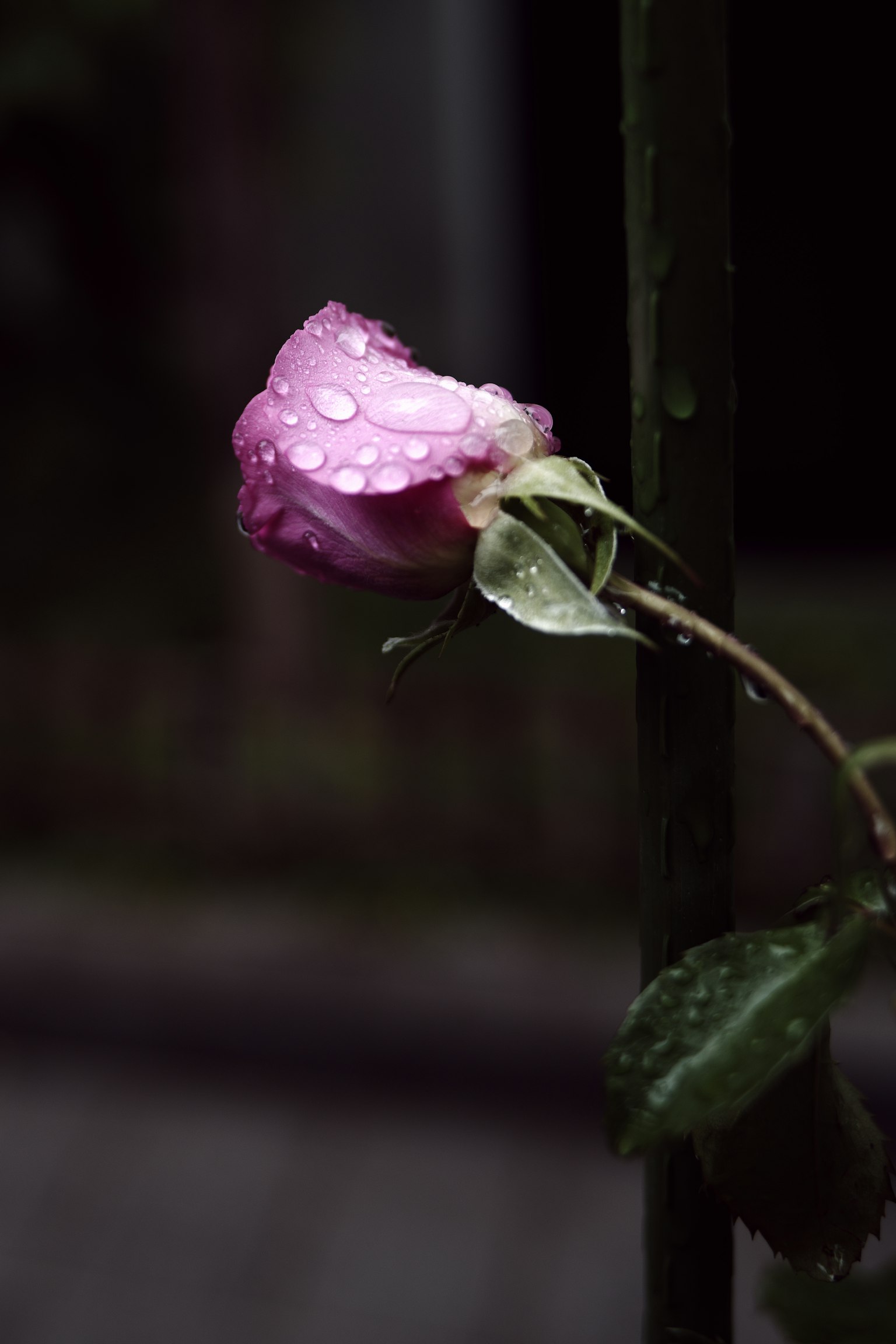 Una rosa rosa con gotas en sus pétalos contra un fondo oscuro