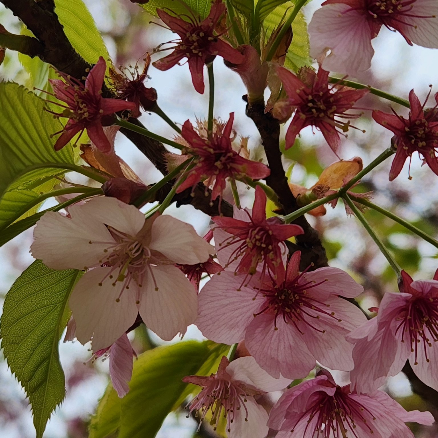 Close-up of cherry blossom flowers on a branch