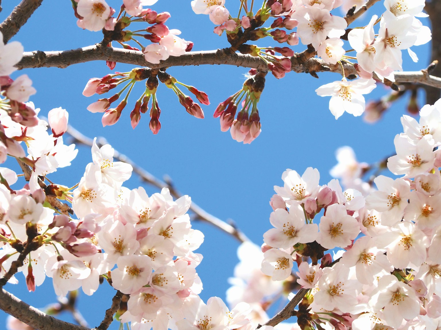 Cherry blossoms blooming against a blue sky