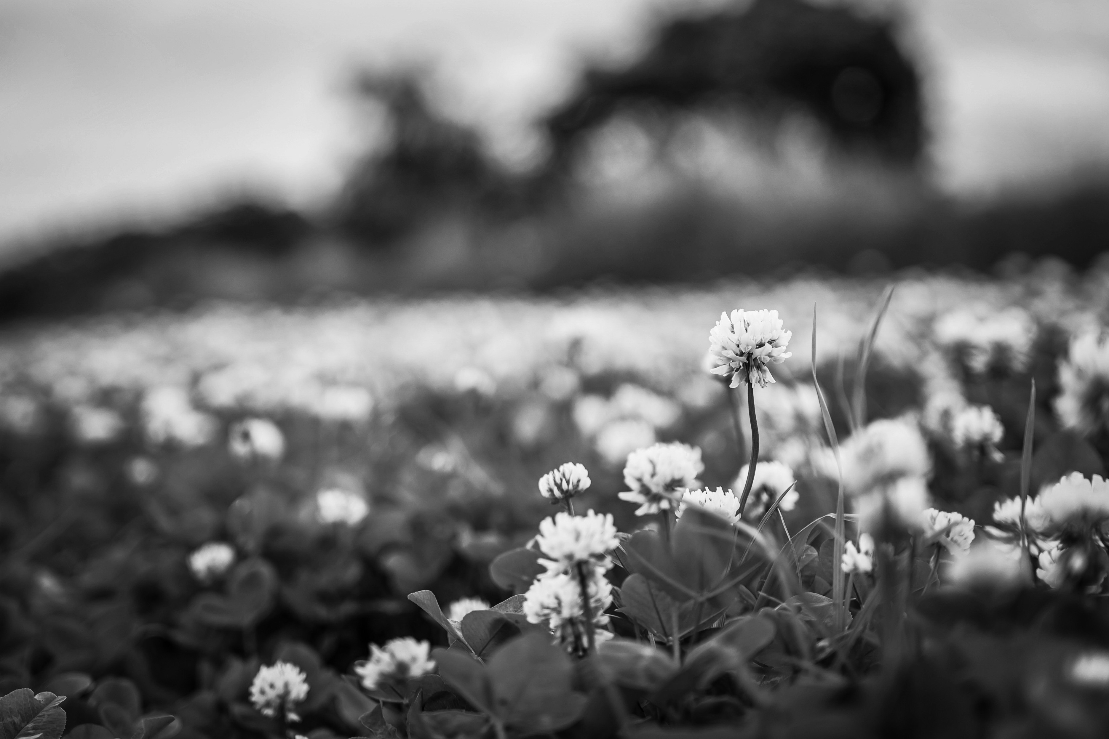un campo de flores de trébol blanco
