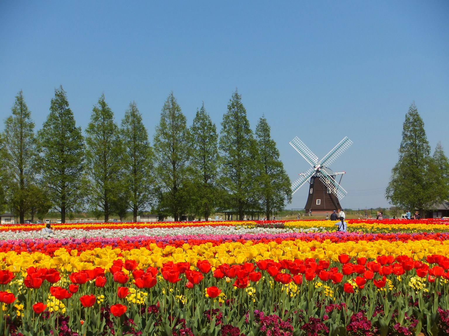 Colorful tulip field with a windmill and trees in the background