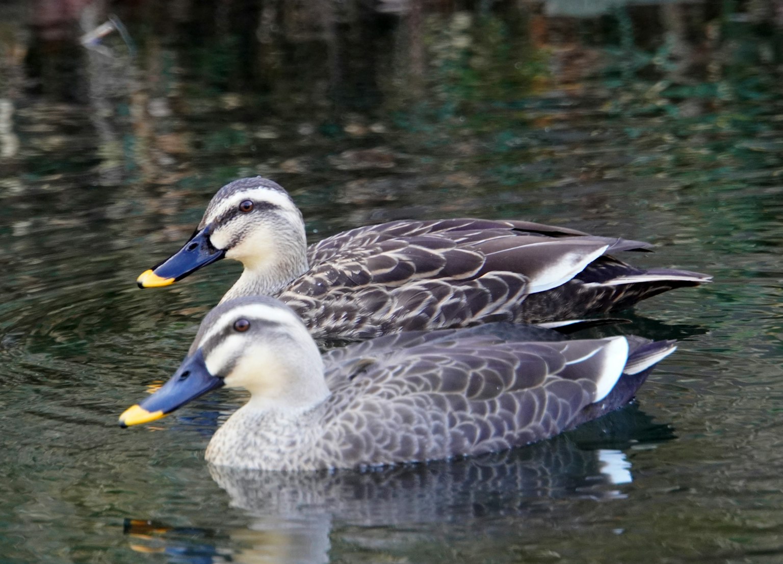 Zwei Enten schwimmen auf der Wasseroberfläche mit komplizierten Federmustern
