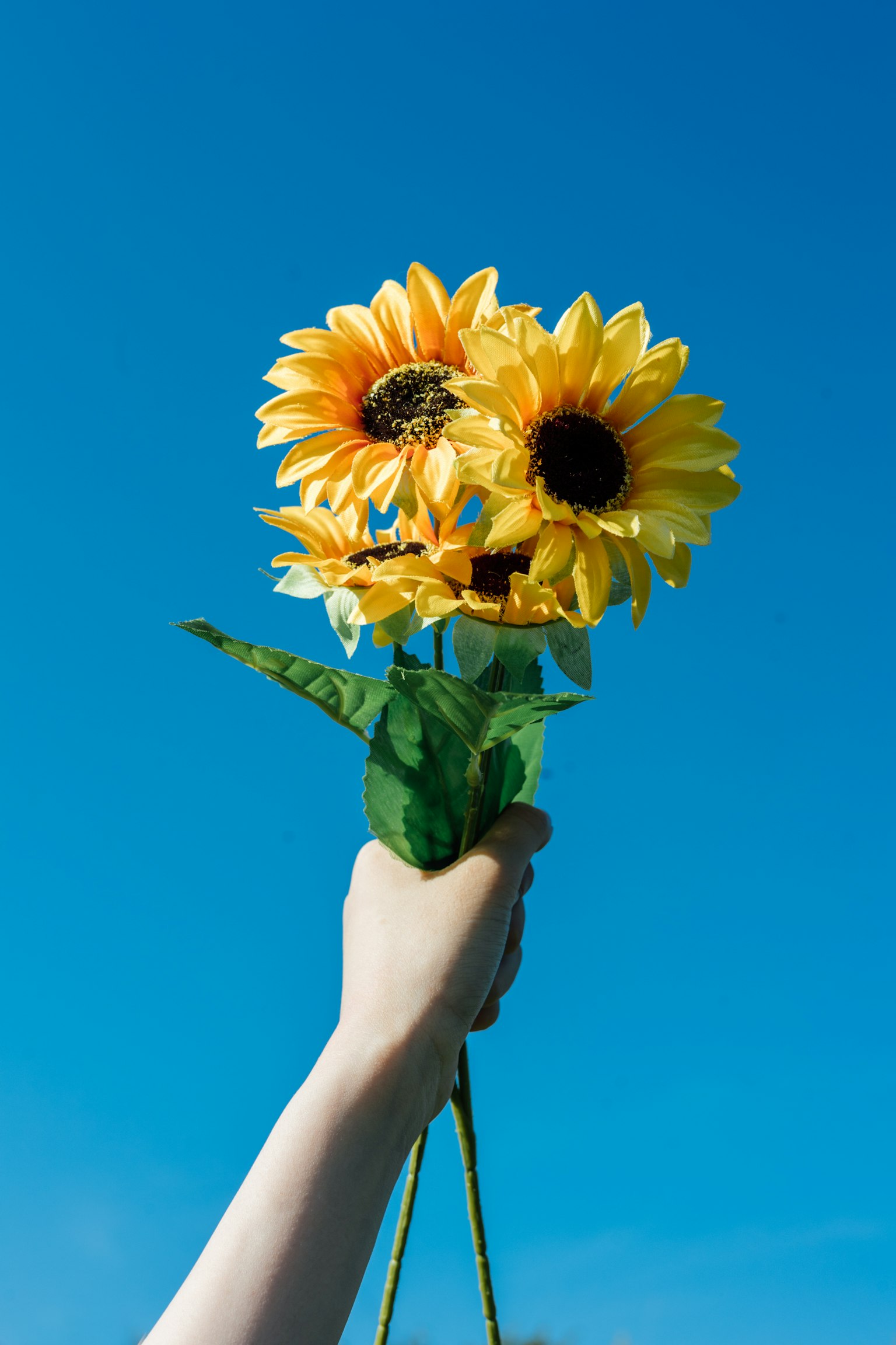 Una mano che tiene dei girasoli contro un cielo blu