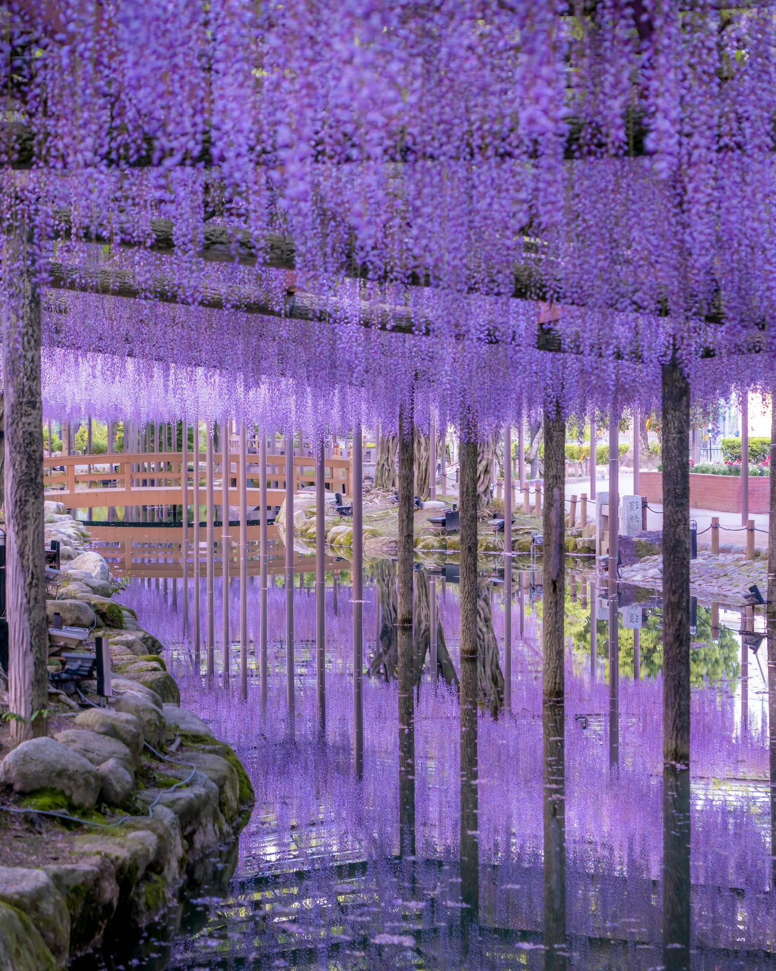 Vista escénica de flores de glicinas reflejándose en el agua