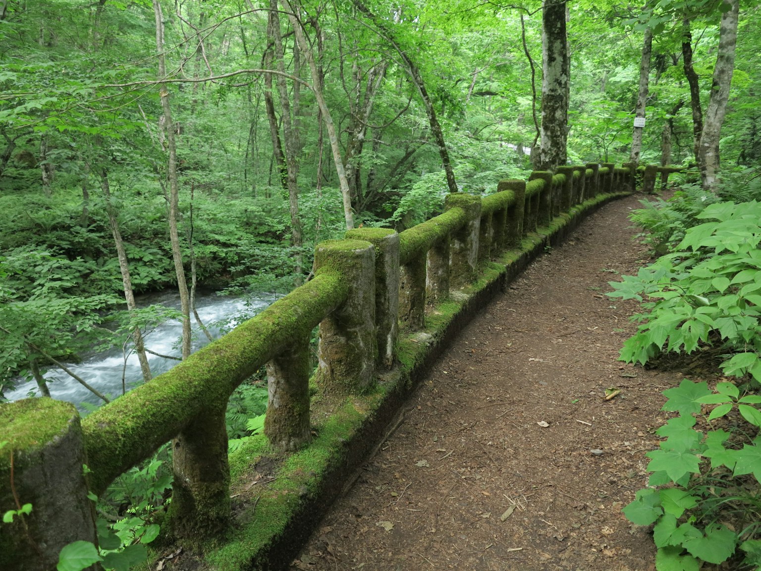 Pathway surrounded by lush green trees with moss-covered railing