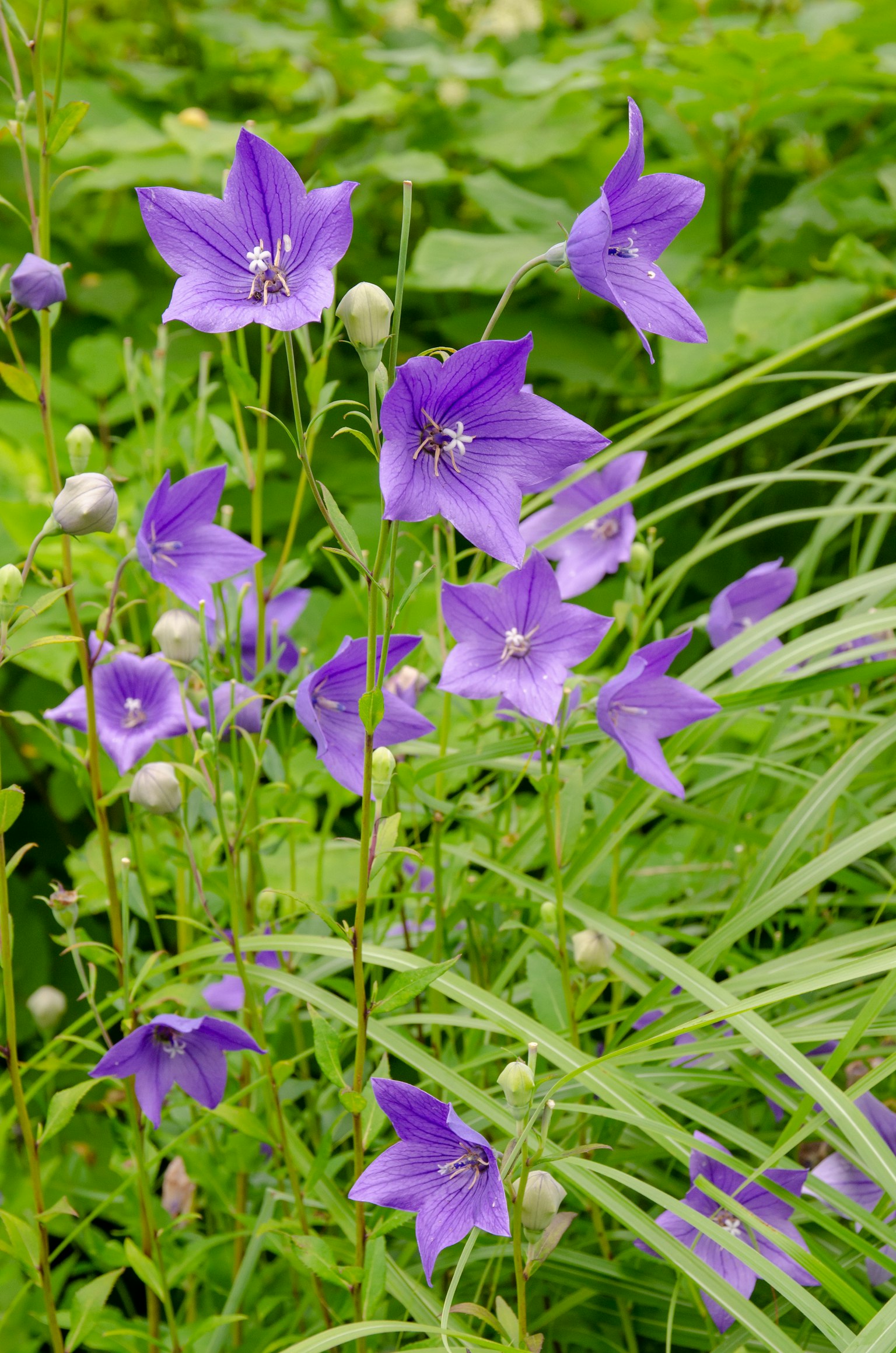 Champ de fleurs violettes fleurissant au milieu du feuillage vert