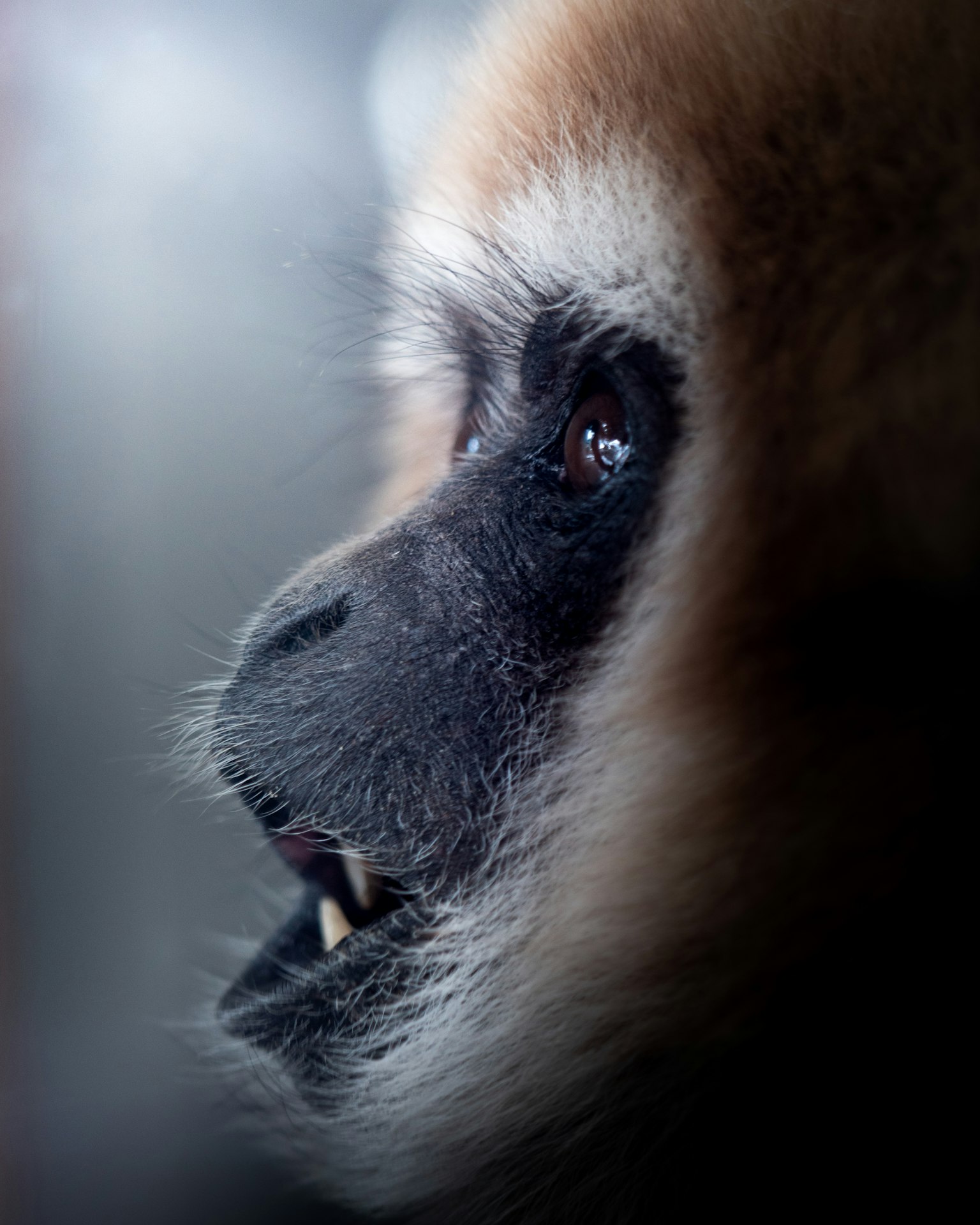 Close-up profil monyet menunjukkan mata cerah dan bulu lembut