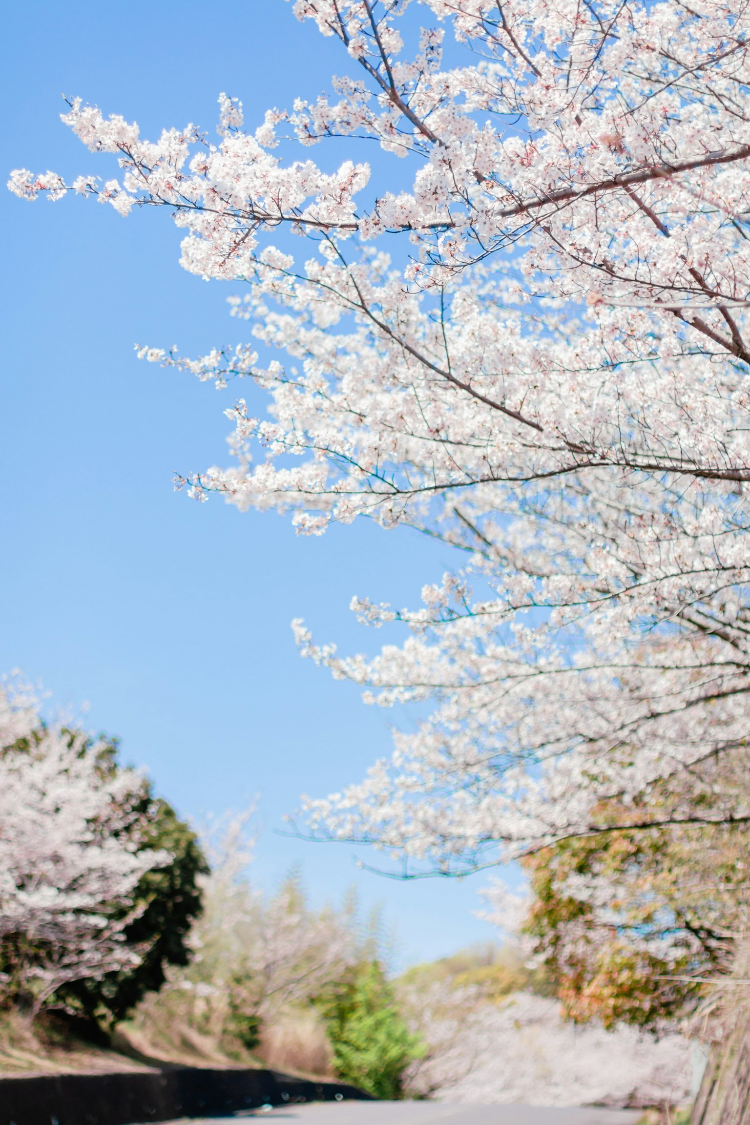 Cabang bunga sakura yang mekar di bawah langit biru yang cerah
