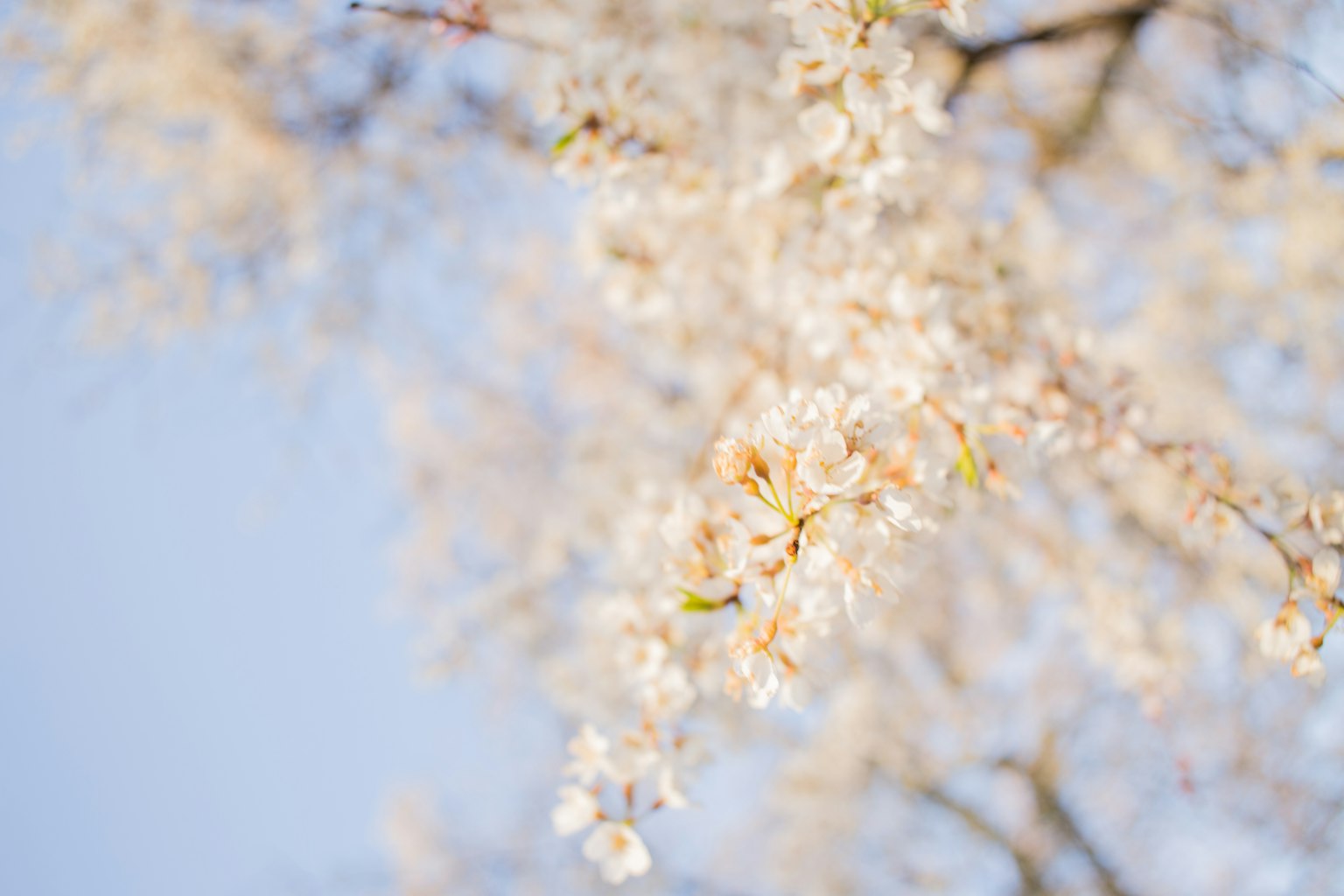 淡雅的白花在蓝天背景下盛开