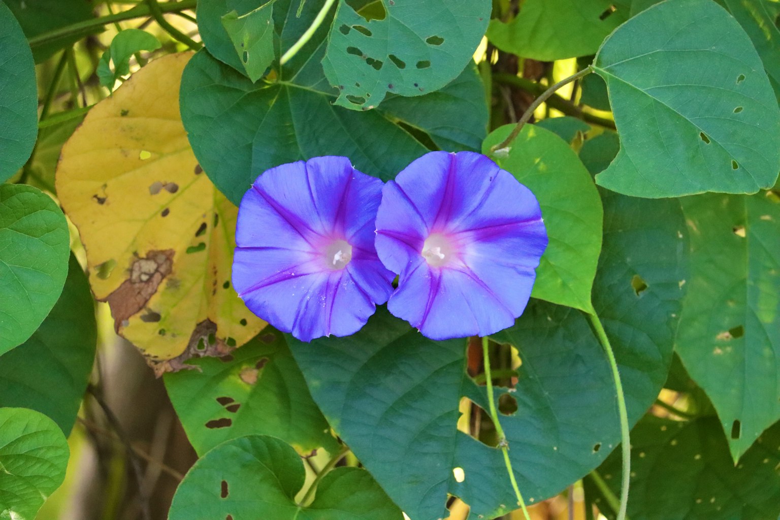 Vibrante lila Morgenruhblüten umgeben von grünen Blättern